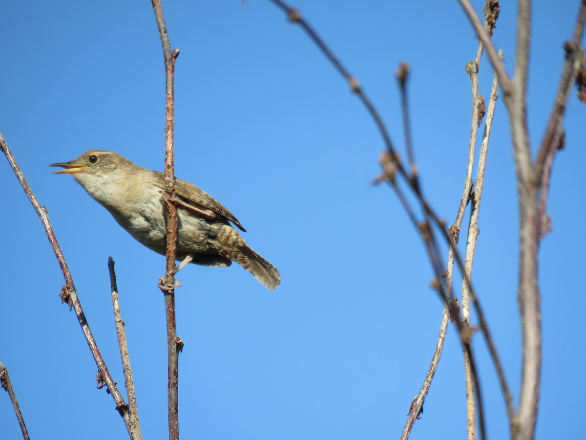 House Wren - ML589556771