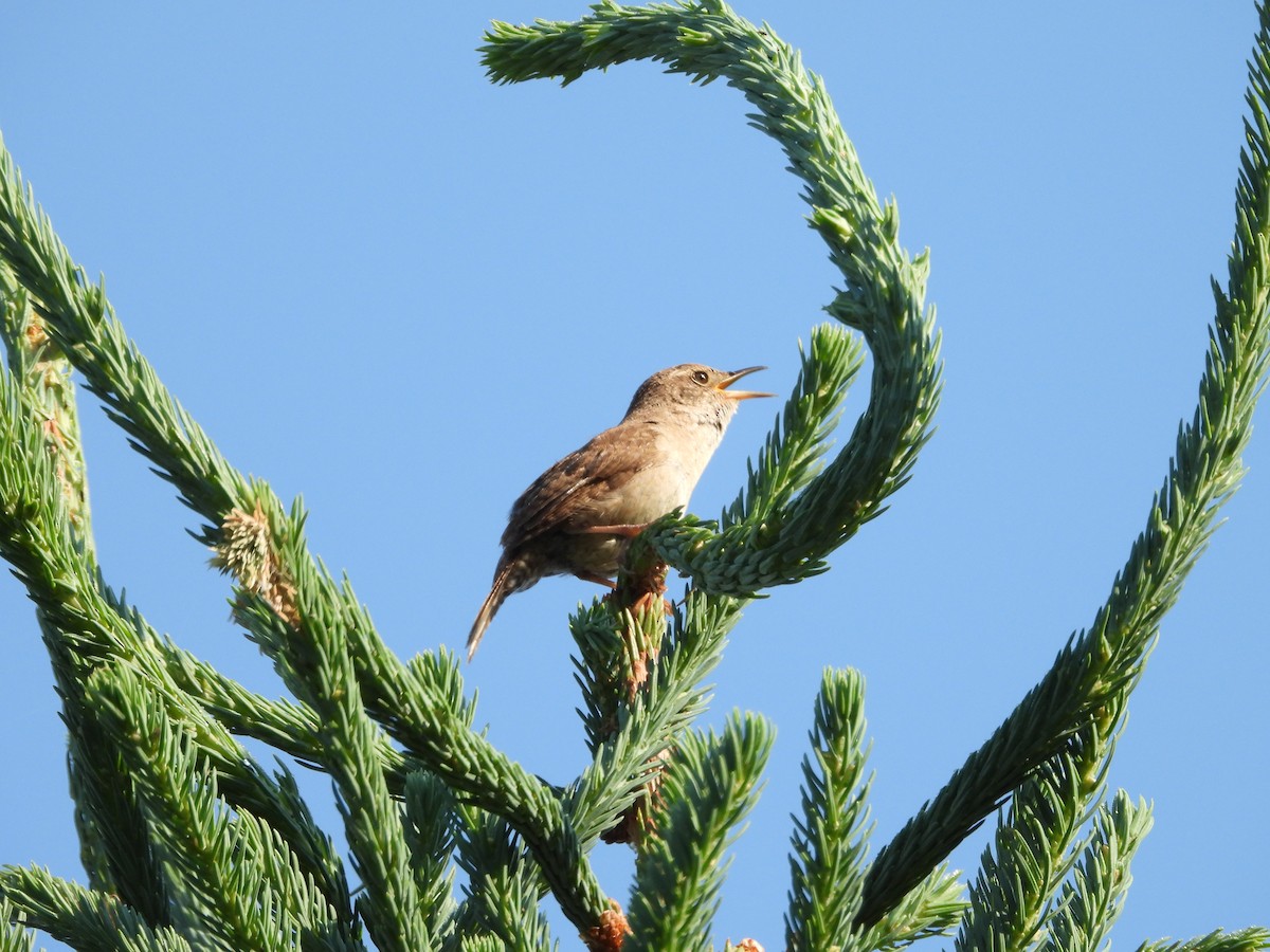 House Wren - ML589556781