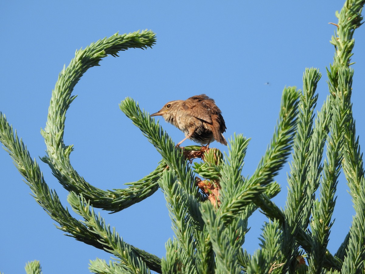 House Wren - ML589556791