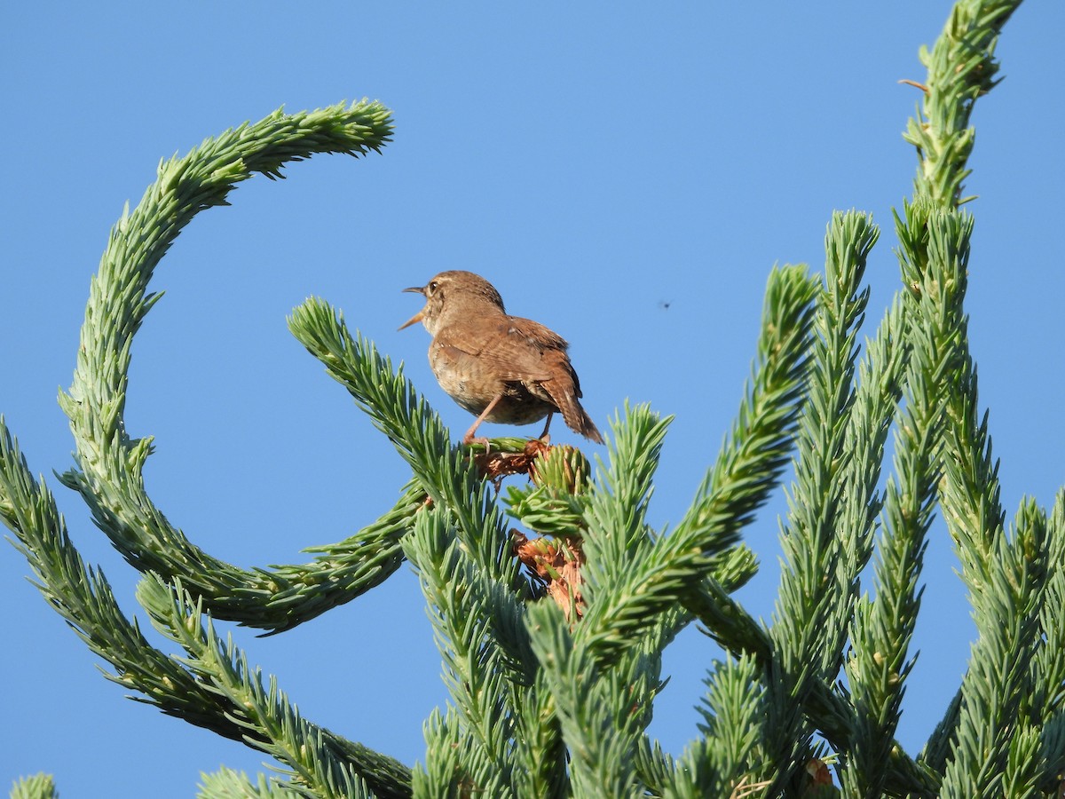 House Wren - ML589556801