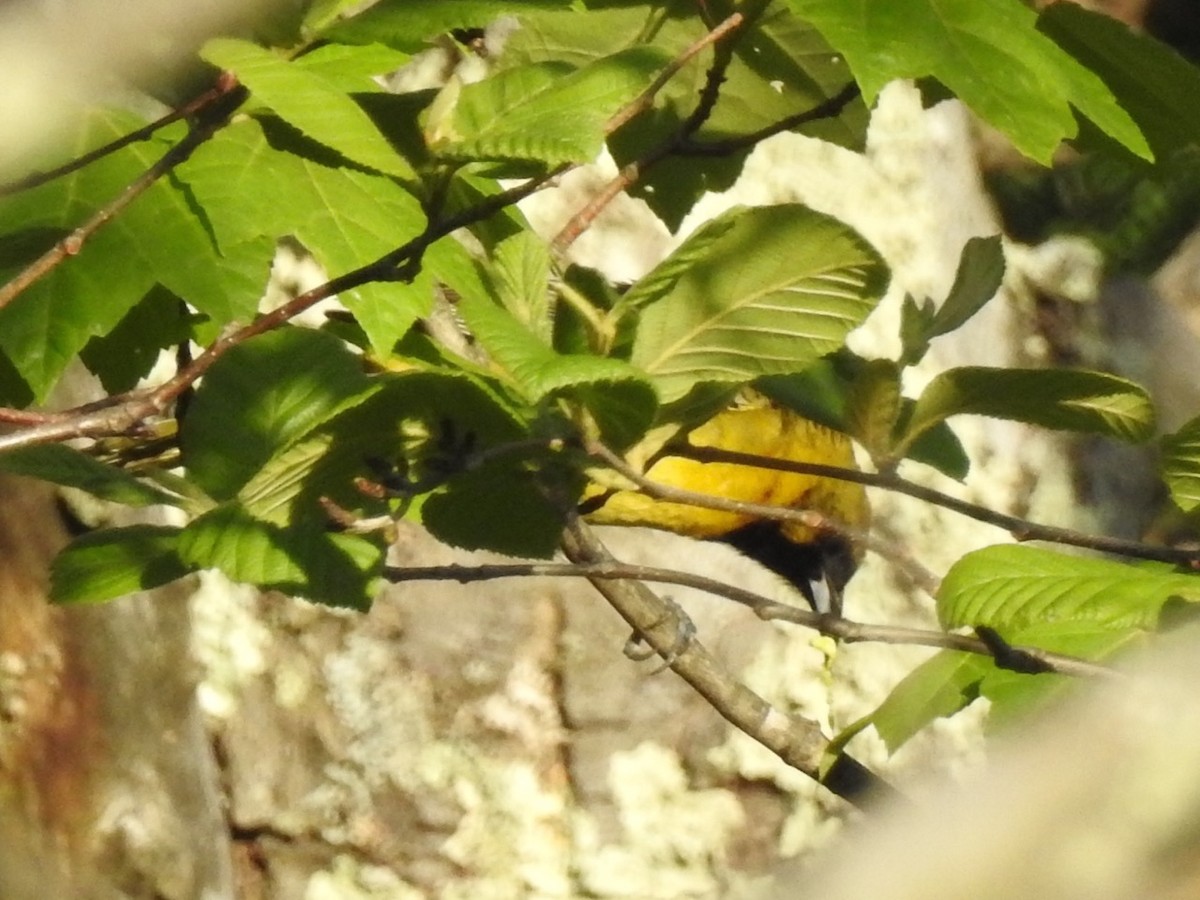 Orchard Oriole - ML58955691