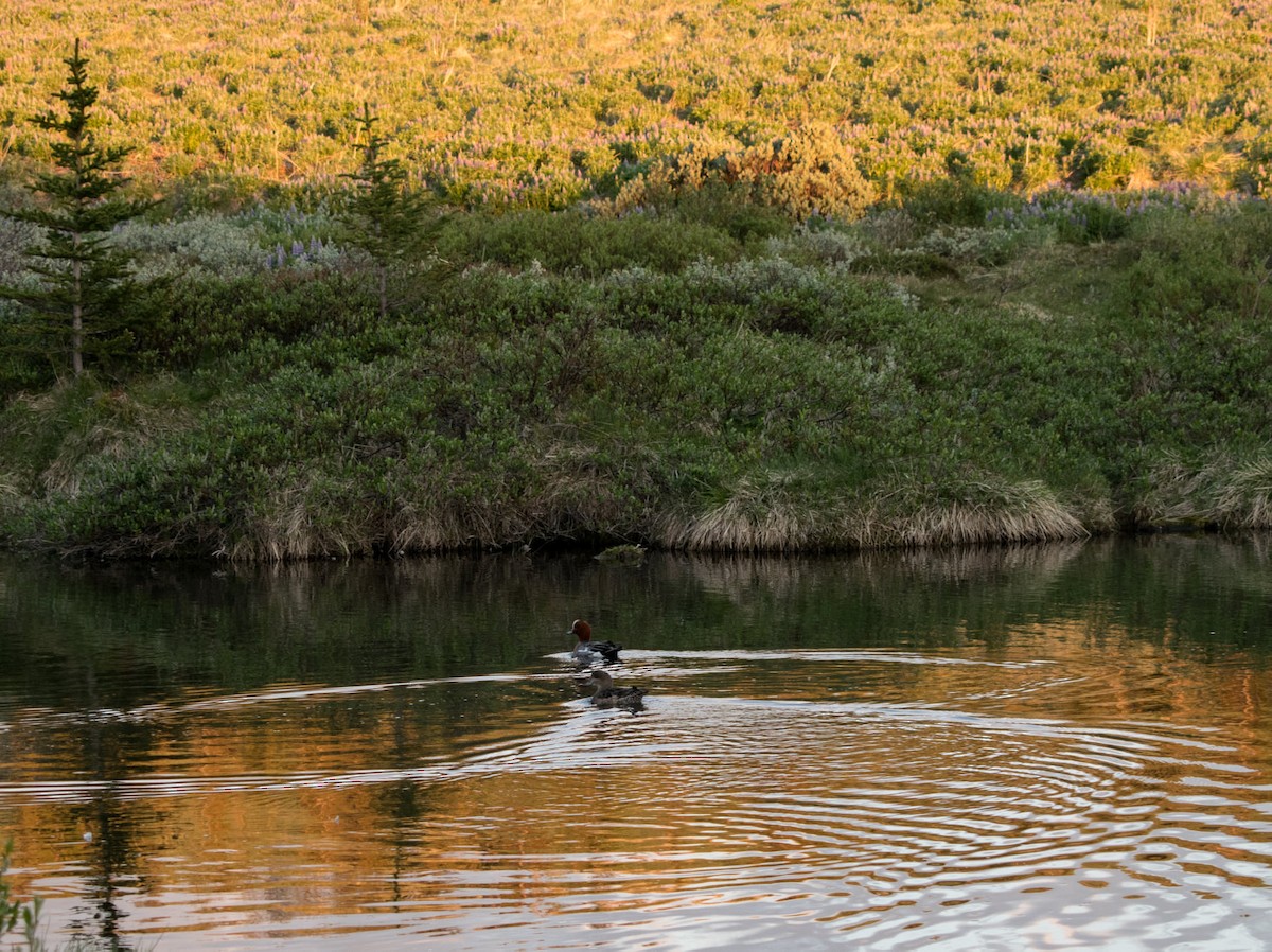 Eurasian Wigeon - Dominique Vening