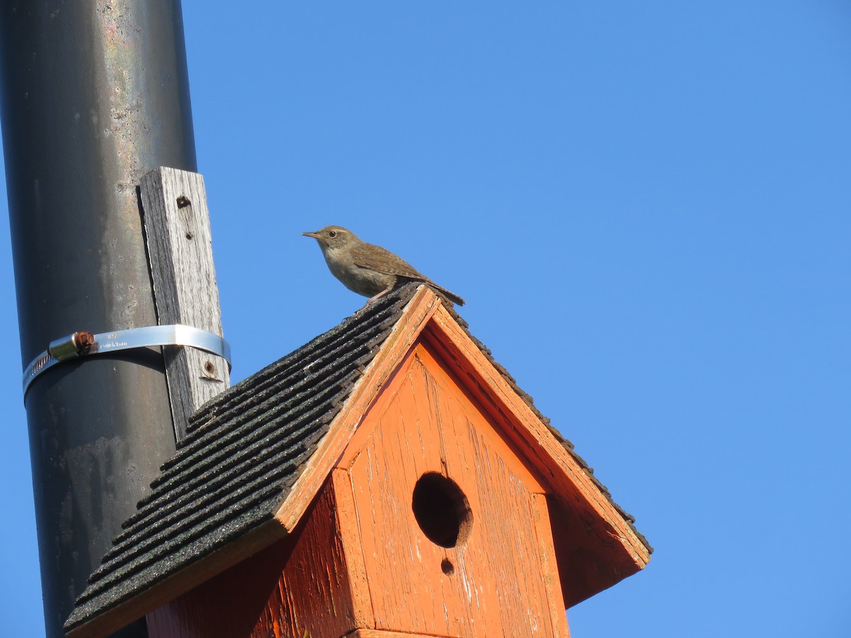 House Wren - ML589557021