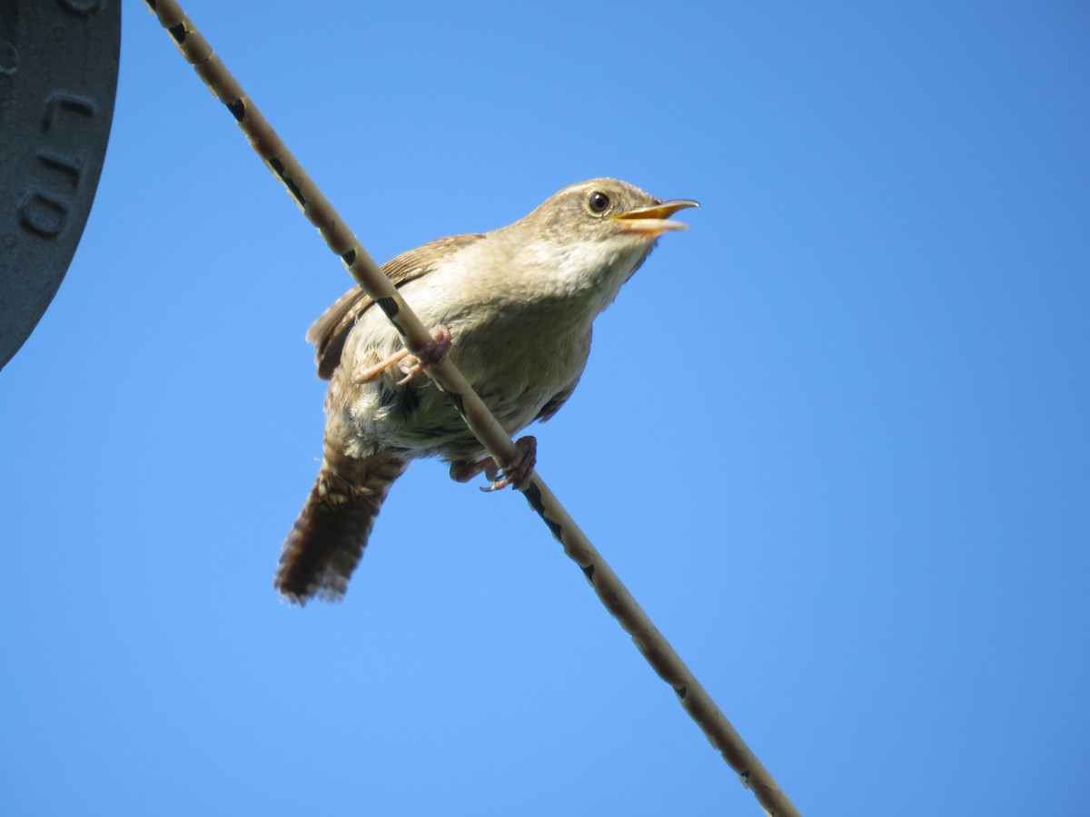 House Wren - ML589557201