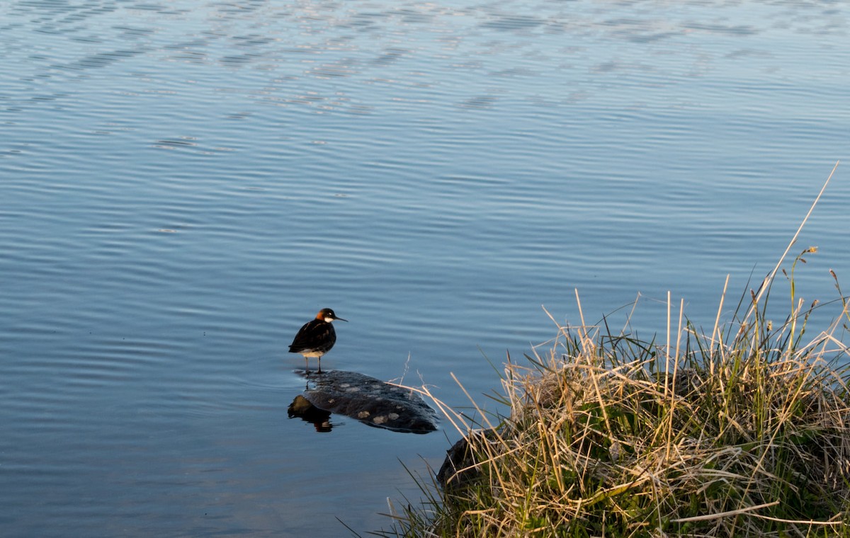 Phalarope à bec étroit - ML589557271