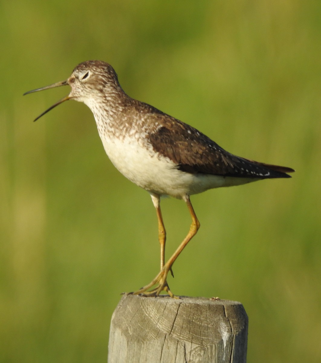 eremittsnipe - ML589559251