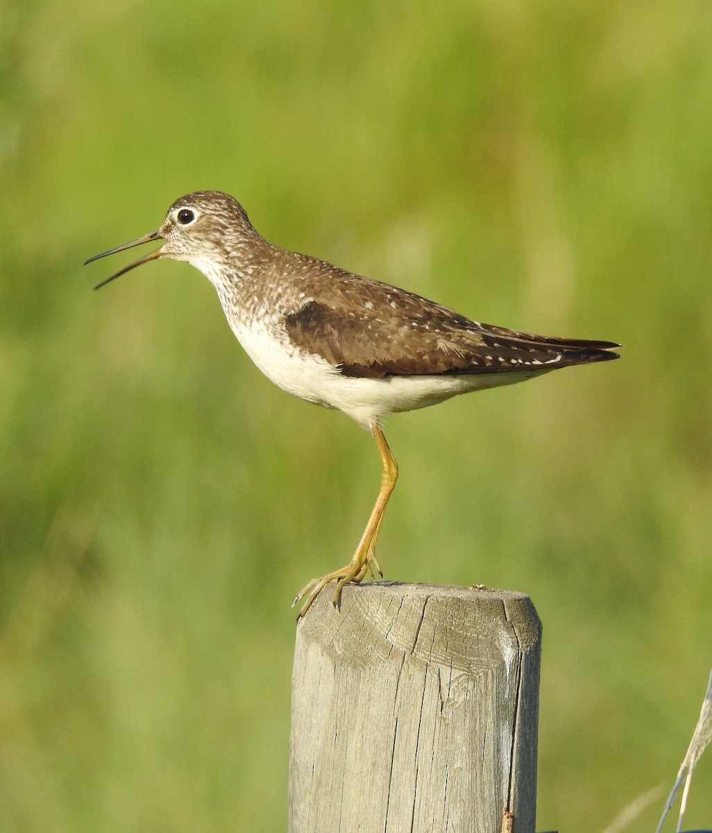 eremittsnipe - ML589559271