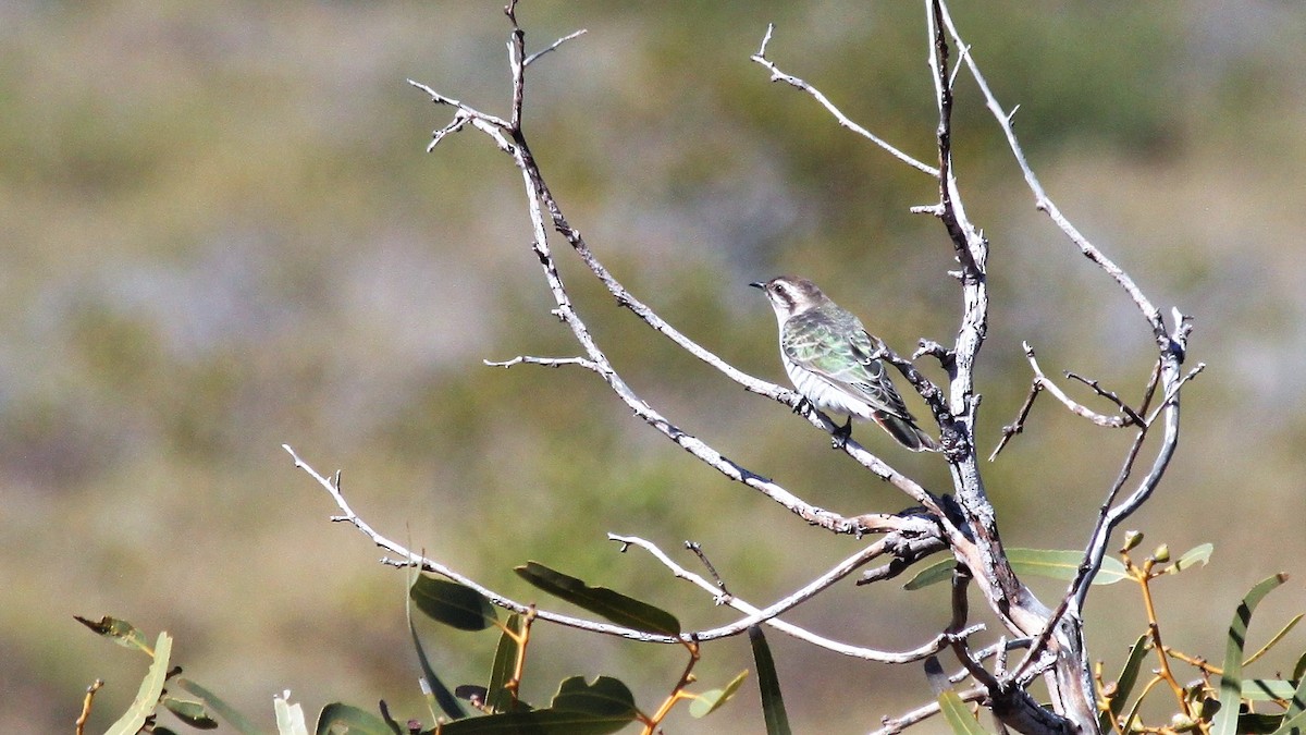 Horsfield's Bronze-Cuckoo - ML589559401