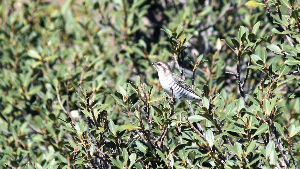 Horsfield's Bronze-Cuckoo - ML589559411