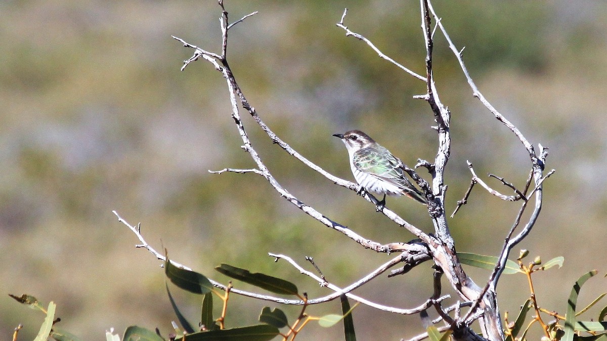 Horsfield's Bronze-Cuckoo - ML589559421