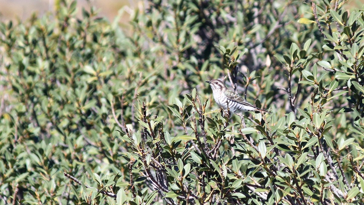 Horsfield's Bronze-Cuckoo - ML589559431