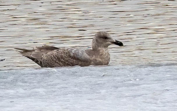 Goéland à ailes grises - ML589560001