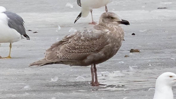 Glaucous-winged Gull - Dan Parliament