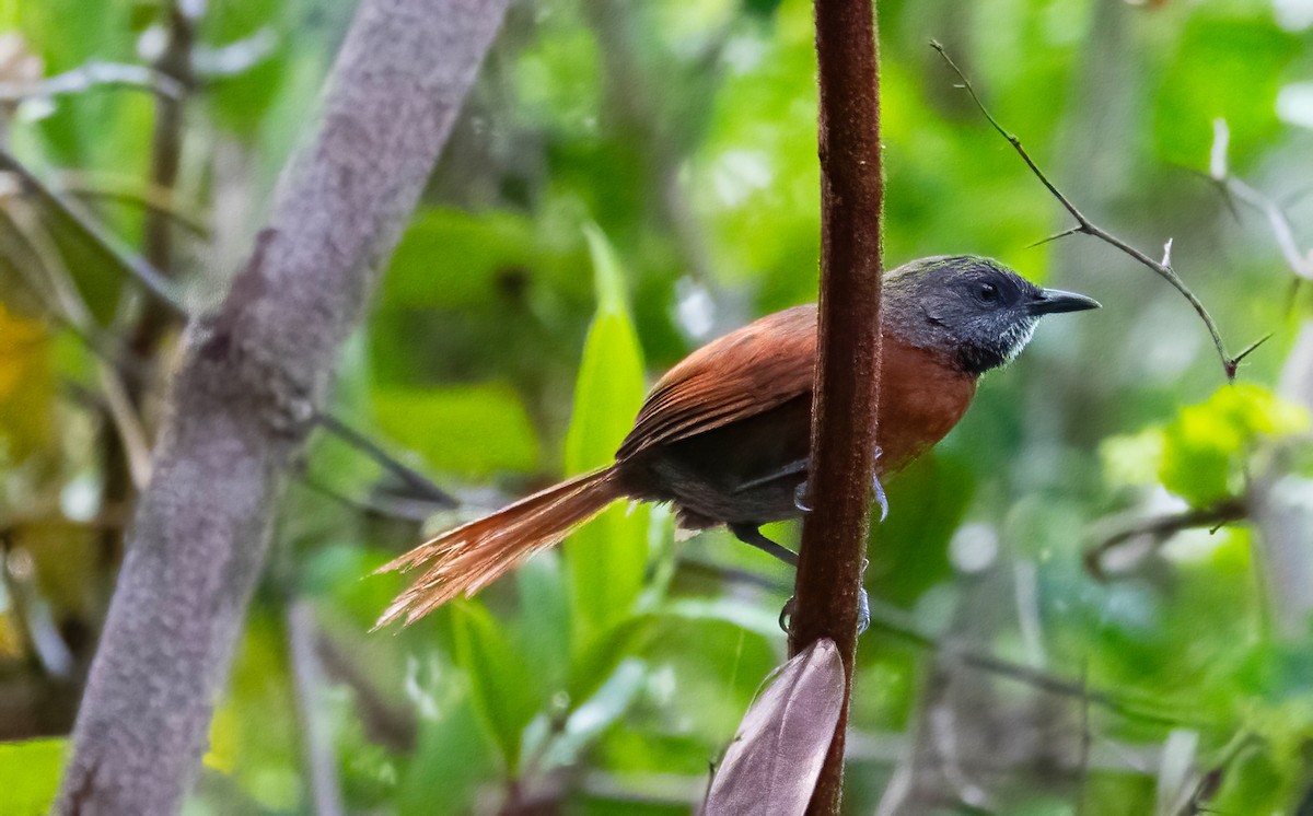 Rufous-breasted Spinetail - ML589560211