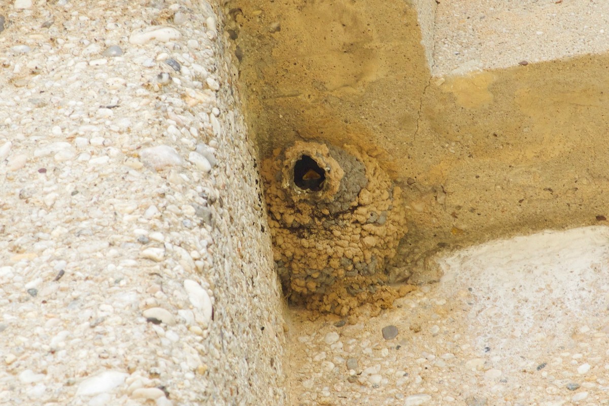 Cliff Swallow - ML589560291