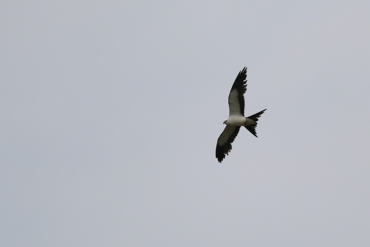 Swallow-tailed Kite - ML589560661