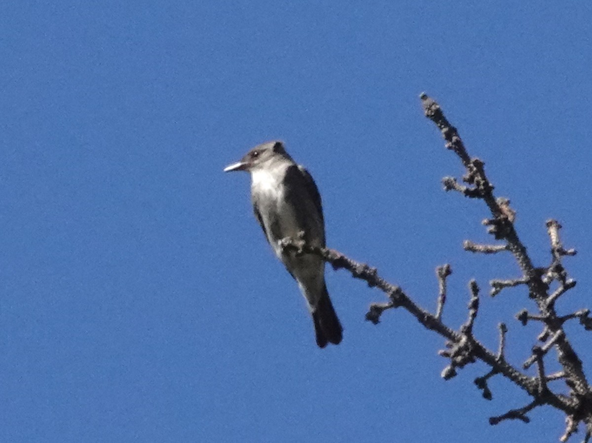 Olive-sided Flycatcher - Thomas Jackman