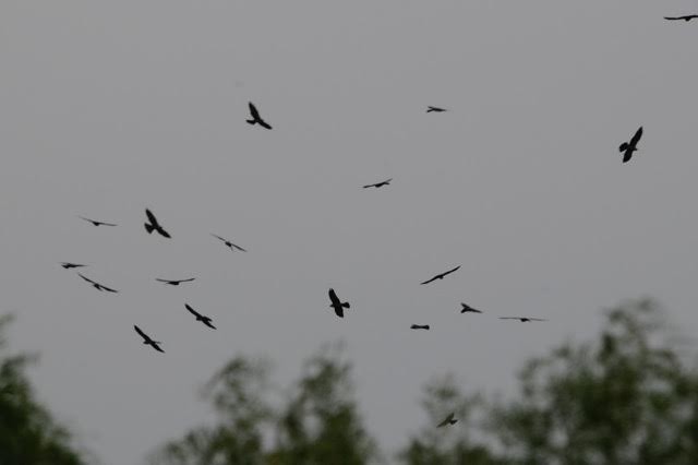 Mississippi Kite - ML58956181