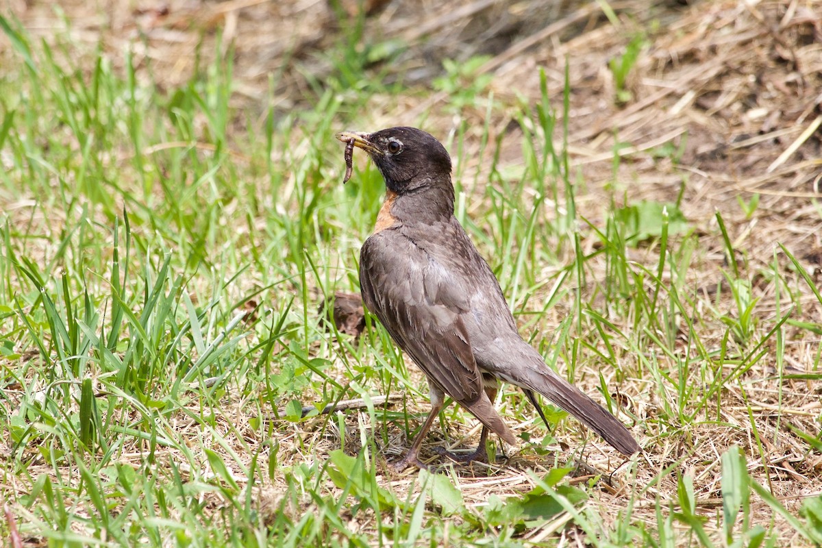 American Robin - ML589561921