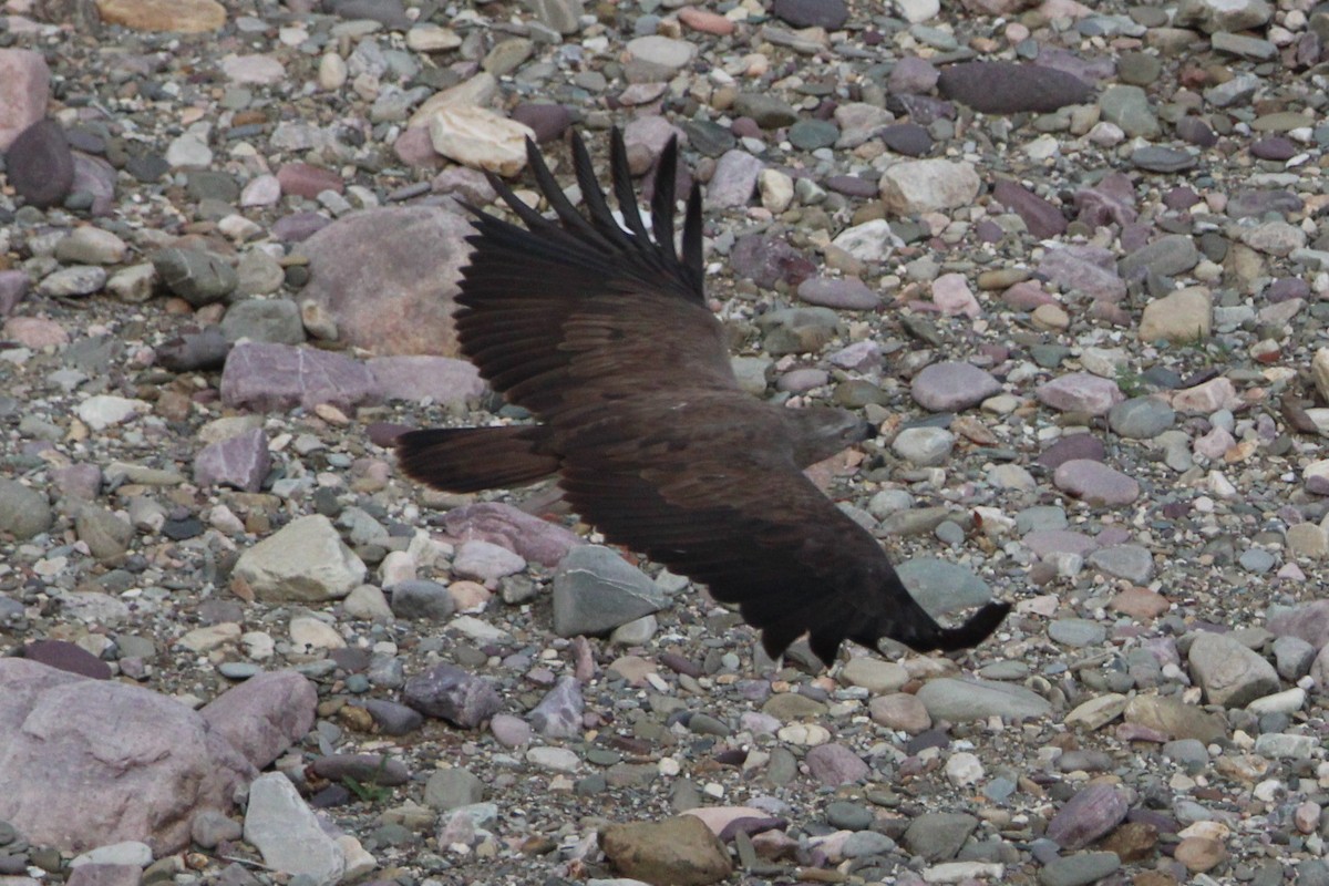 Lesser/Gray-headed Fish-Eagle - ML589562451