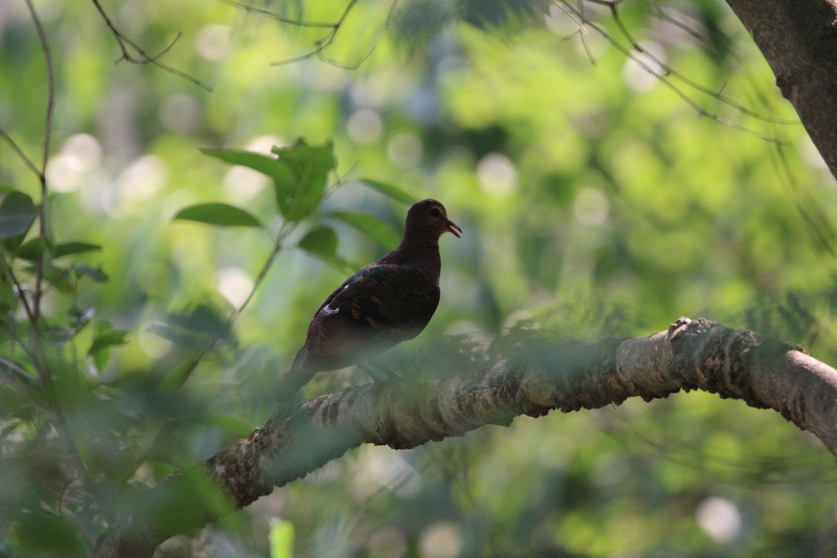 Asian Emerald Dove - ML589562641