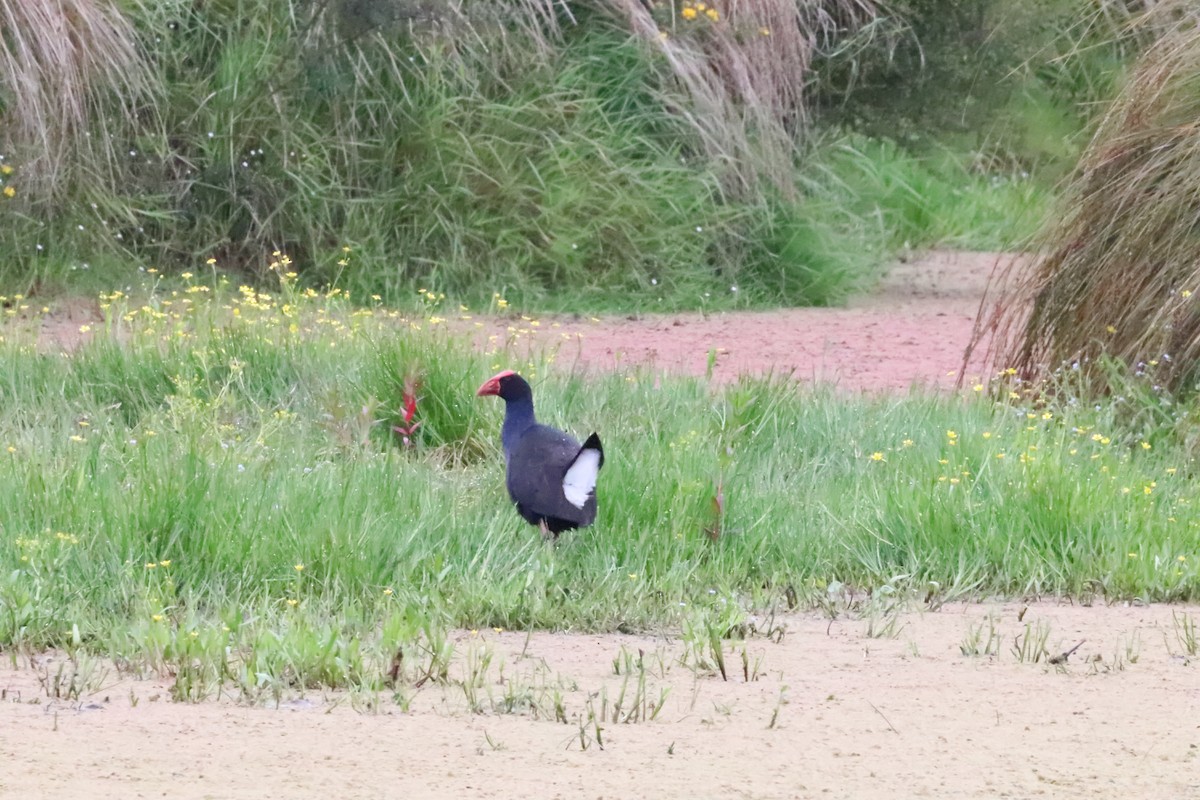 Australasian Swamphen - ML589564091