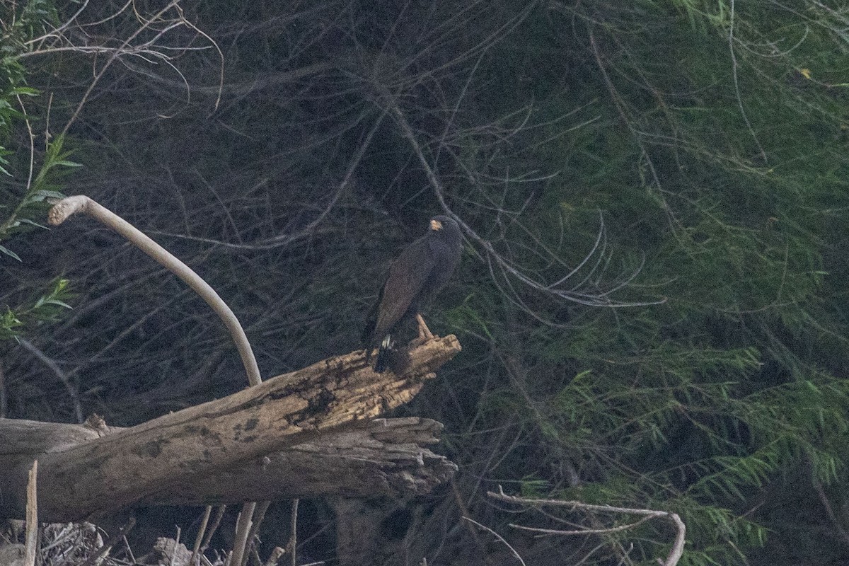 Common Black Hawk - ML589565441