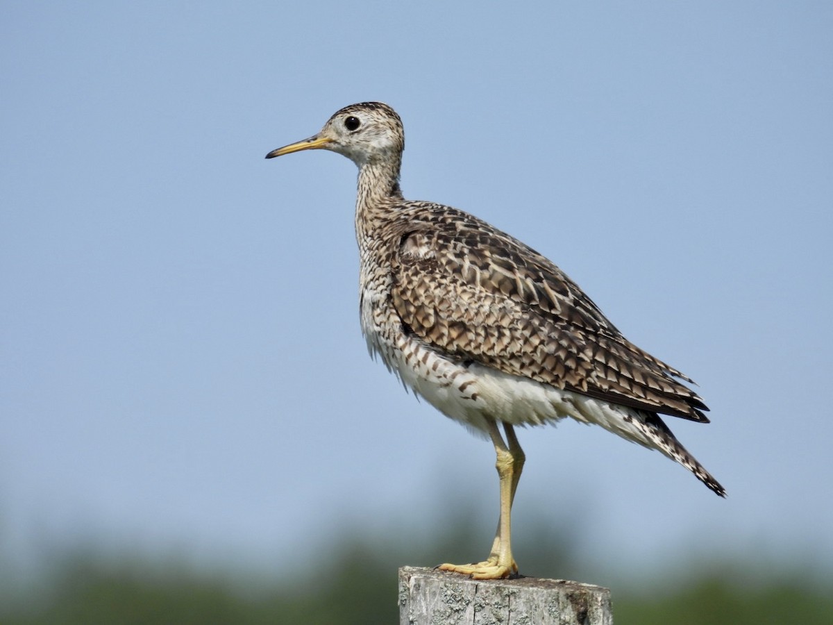 Upland Sandpiper - ML589567141