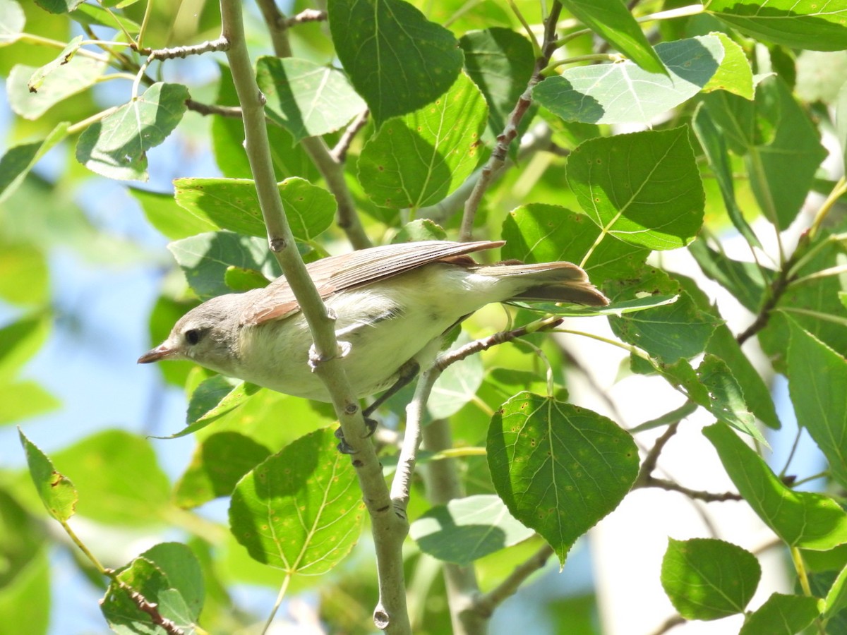 Warbling Vireo - ML589567731