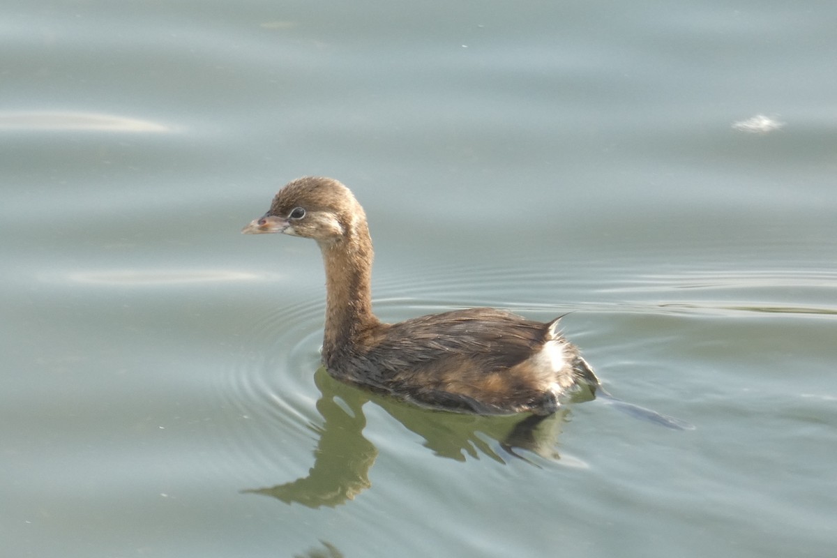 Pied-billed Grebe - ML589567811