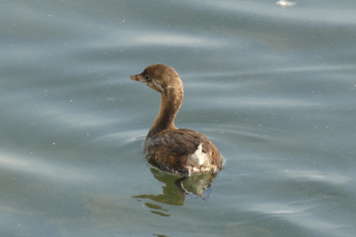 Pied-billed Grebe - ML589567821