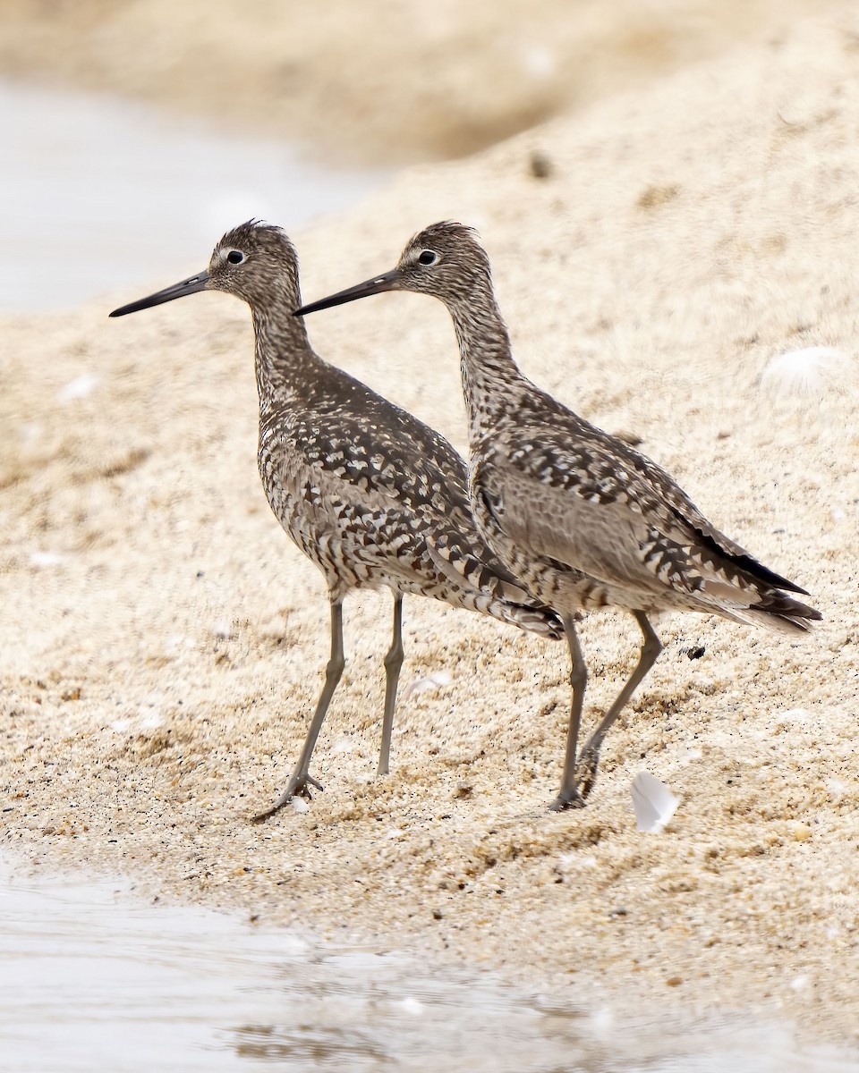 Willet - ML589568151