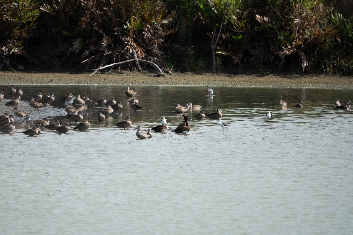 Pink-eared Duck - Jan Lile