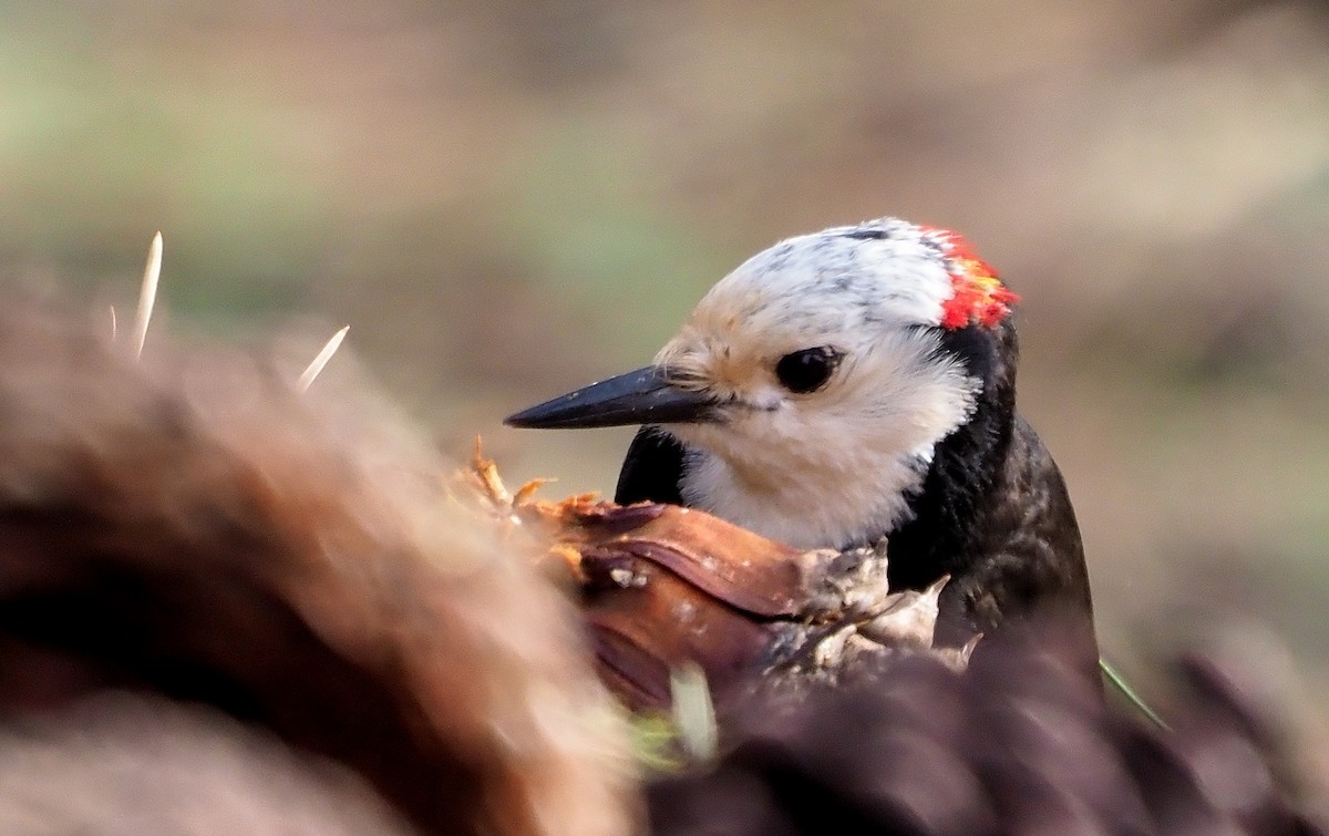 White-headed Woodpecker - ML589572031