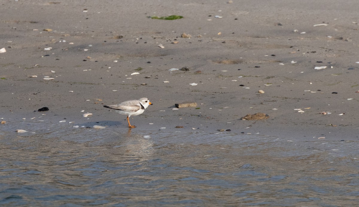 Piping Plover - ML589572381
