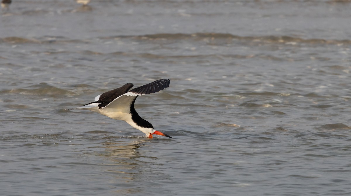 Black Skimmer - Jay McGowan