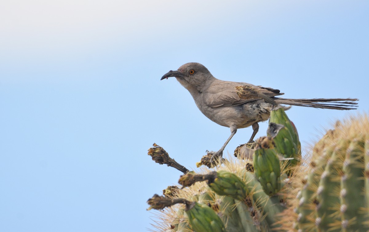 Curve-billed Thrasher (palmeri Group) - ML589573021