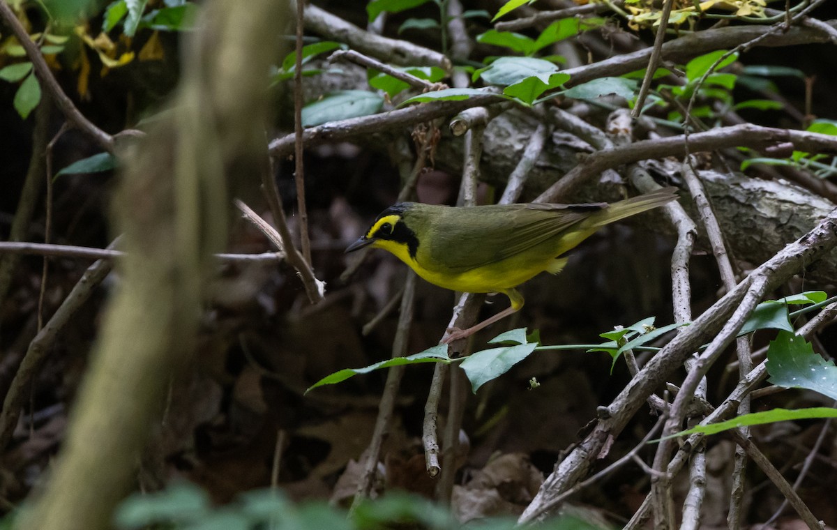 Kentucky Warbler - ML589574621