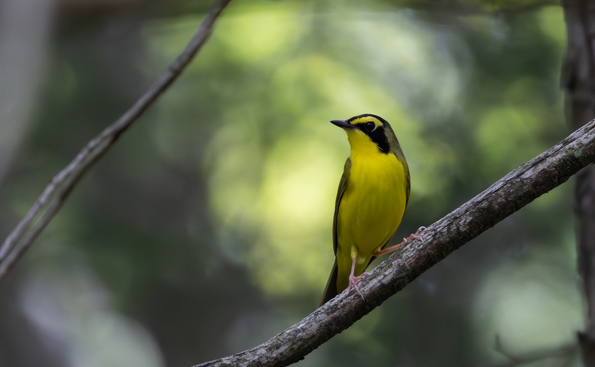 Kentucky Warbler - ML589574651