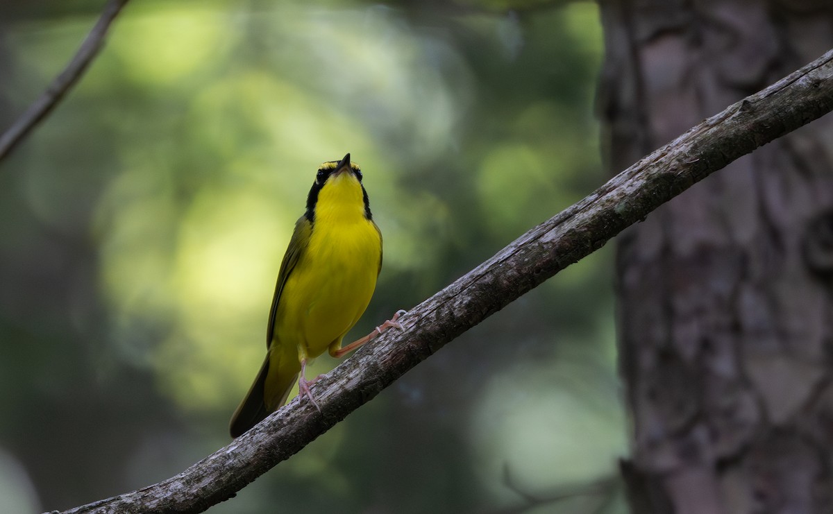 Kentucky Warbler - ML589574661