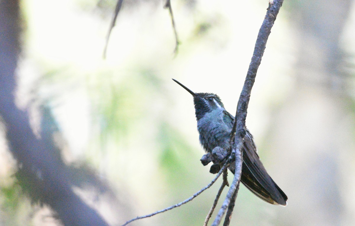 Colibri à gorge bleue - ML589574781