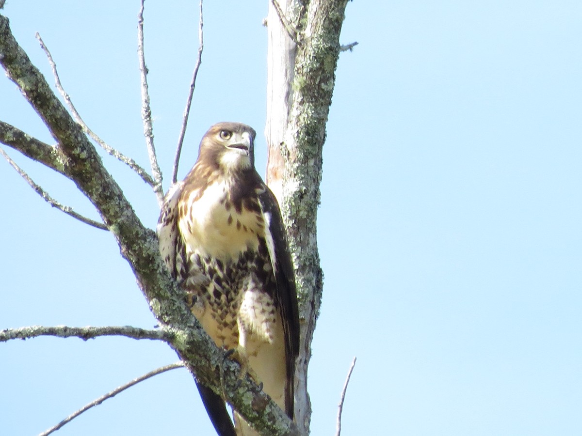 Red-tailed Hawk - ML589574901