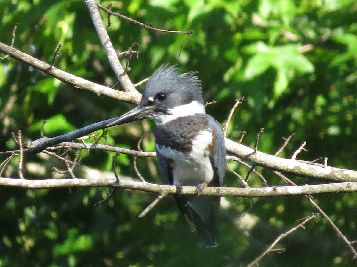 Belted Kingfisher - ML589574981