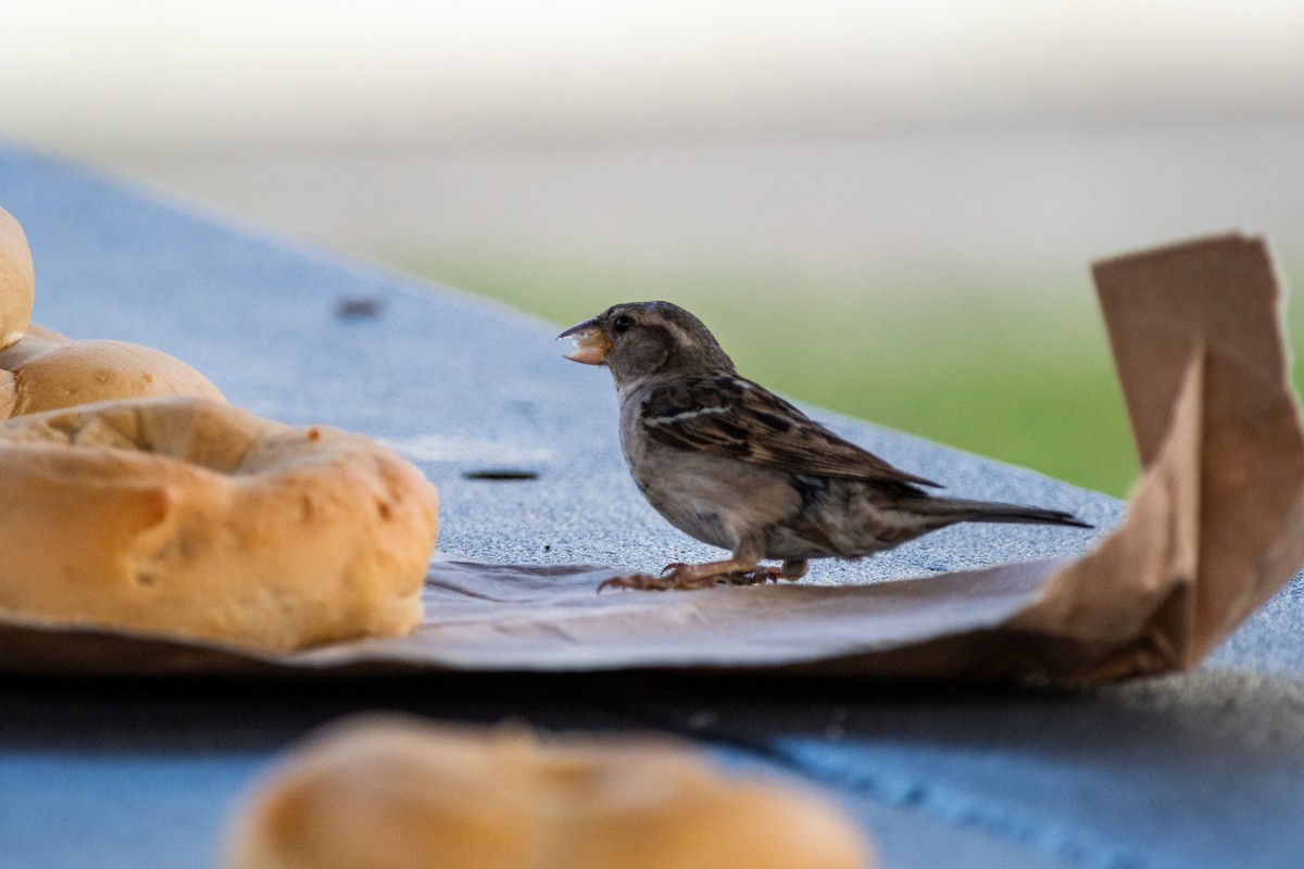 House Sparrow - ML589575001