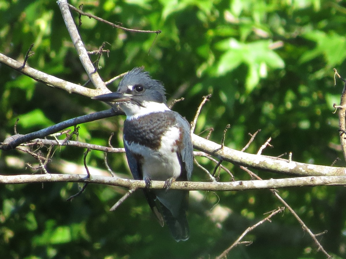 Belted Kingfisher - ML589575041
