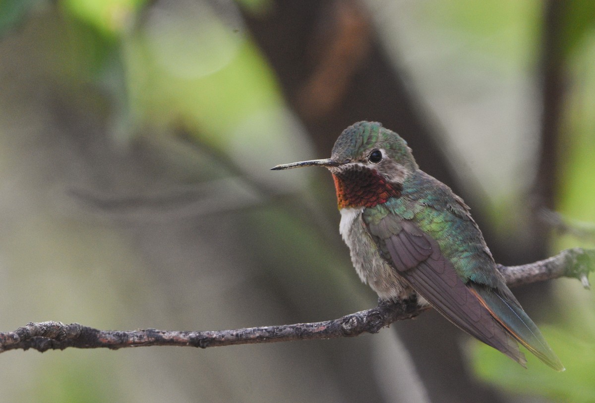 Broad-tailed Hummingbird - ML589575241