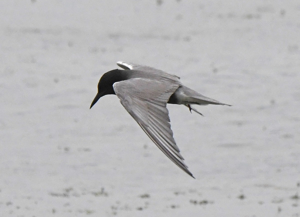 Black Tern - Michael Hatton