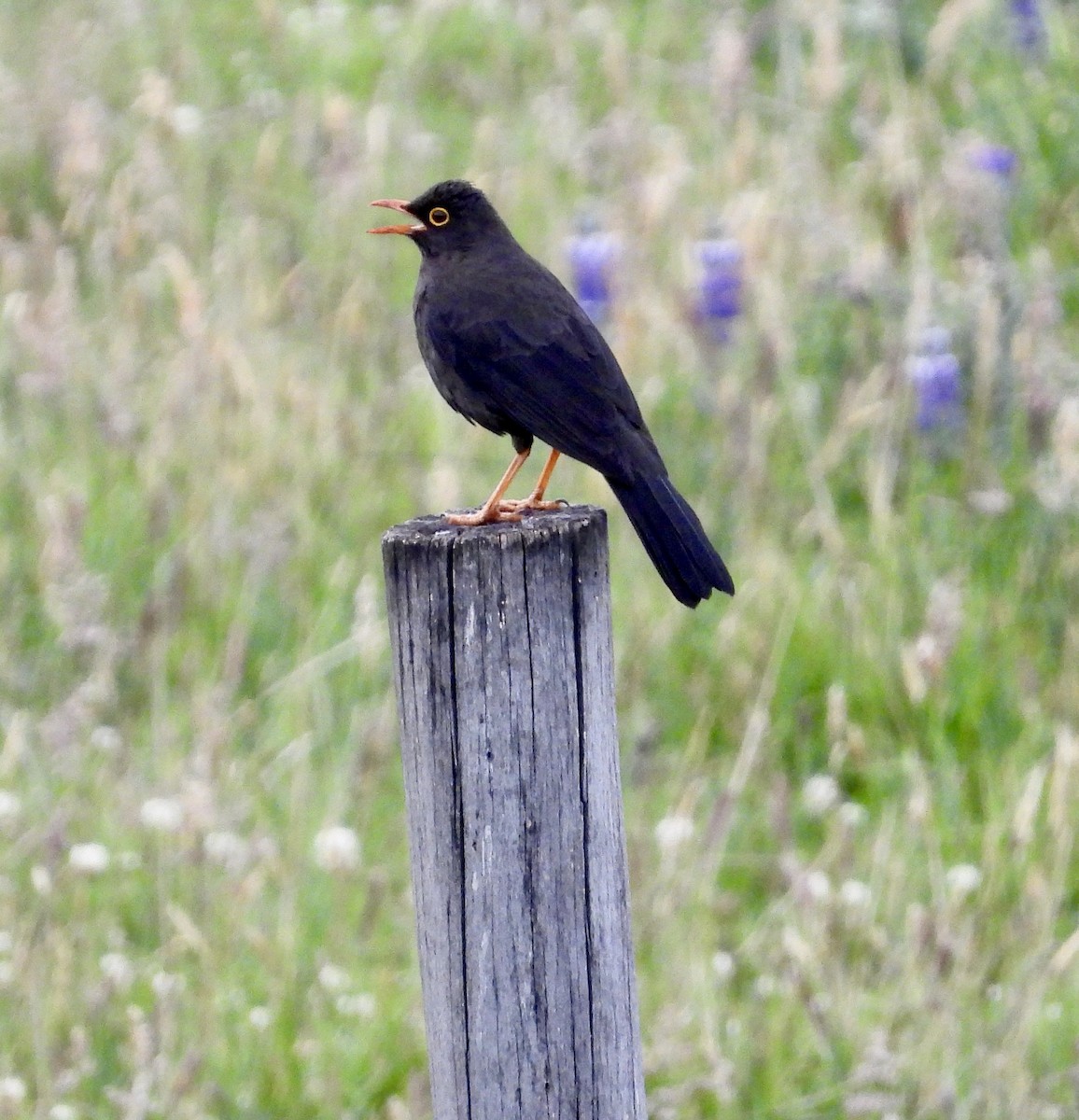 Great Thrush - ML589575681