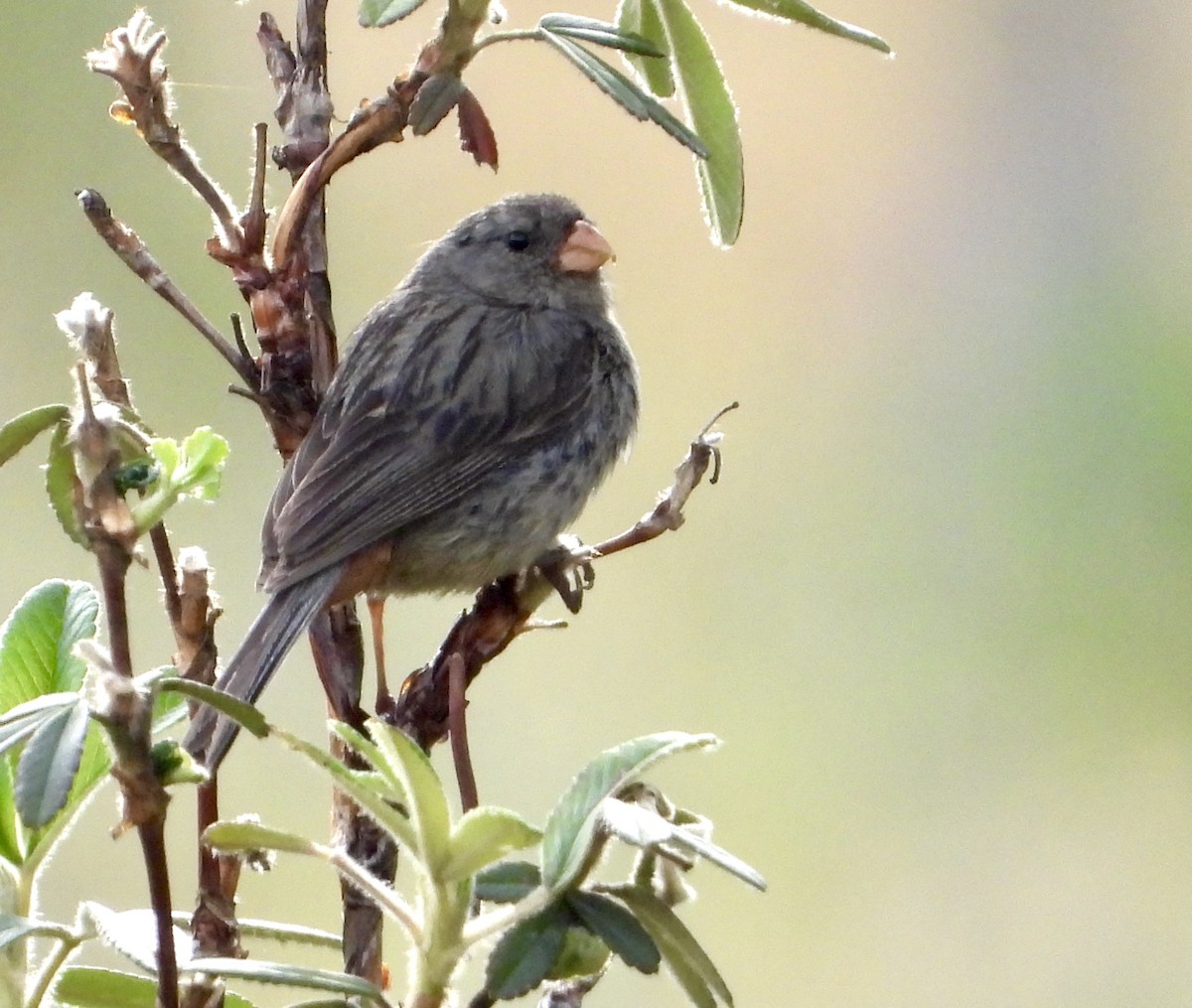Plain-colored Seedeater - ML589576081