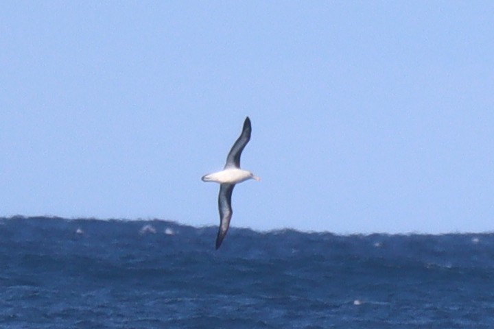 albatros černobrvý - ML589576691